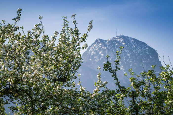 apfelbluete am fusse des wendelsteins